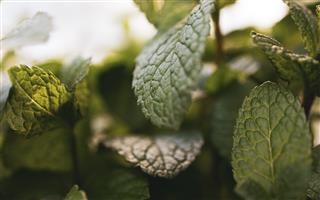 Mentolový vaping: Nejlepší alternativa k mentolovým cigaretám