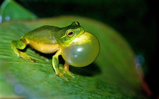 Úder do krku při vapování